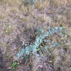Acacia baileyana (Cootamundra Wattle, Golden Mimosa) at Hackett, ACT - 16 May 2024 by abread111