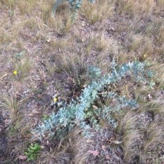 Acacia baileyana (Cootamundra Wattle, Golden Mimosa) at Mount Majura - 16 May 2024 by abread111