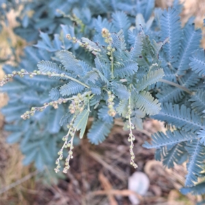 Acacia baileyana at Mount Majura - 16 May 2024