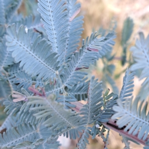 Acacia baileyana at Mount Majura - 16 May 2024