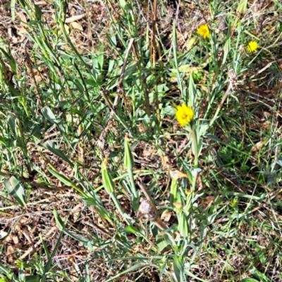 Tragopogon dubius (Goatsbeard) at Mount Majura - 16 May 2024 by abread111