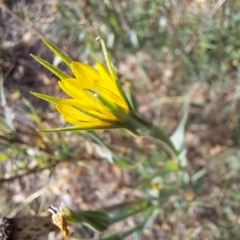 Tragopogon dubius at Mount Majura - 16 May 2024