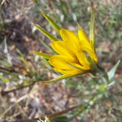 Tragopogon dubius at Mount Majura - 16 May 2024