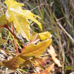 Acer sp. (genus) at Mount Majura - 16 May 2024 02:05 PM