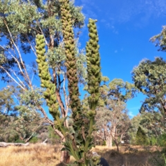 Verbascum thapsus subsp. thapsus (Great Mullein, Aaron's Rod) at Hackett, ACT - 16 May 2024 by abread111