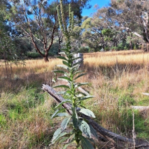 Verbascum thapsus subsp. thapsus at Mount Majura - 16 May 2024 02:08 PM