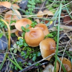 Marasmius elegans (Velvet Parachute) at QPRC LGA - 16 May 2024 by Csteele4