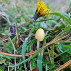 Bolbitius titubans (Yellow Fieldcap Mushroom) at QPRC LGA - 16 May 2024 by Csteele4
