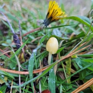Bolbitius titubans (Yellow Fieldcap Mushroom) at QPRC LGA by Csteele4