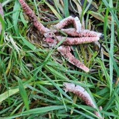 Clathrus archeri (Seastar Stinkhorn) at QPRC LGA - 16 May 2024 by Csteele4