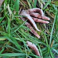 Clathrus archeri at QPRC LGA - 16 May 2024