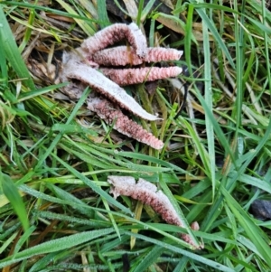 Clathrus archeri at QPRC LGA - 16 May 2024