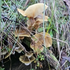 Armillaria luteobubalina (Australian Honey Fungus) at QPRC LGA - 16 May 2024 by Csteele4