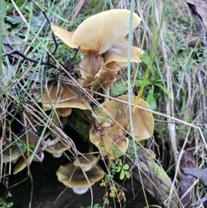 Armillaria luteobubalina at QPRC LGA - 16 May 2024 04:17 PM