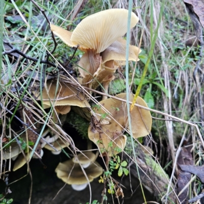 Armillaria luteobubalina (Australian Honey Fungus) at Captains Flat, NSW - 16 May 2024 by Csteele4