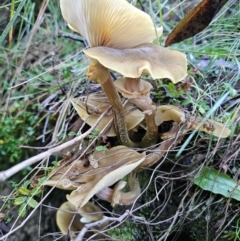 Armillaria luteobubalina at QPRC LGA - 16 May 2024 04:17 PM