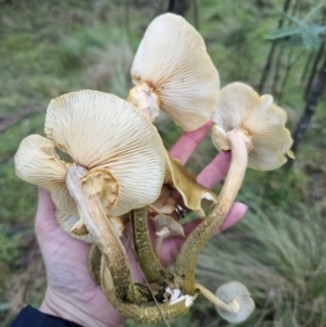 Armillaria luteobubalina at QPRC LGA - 16 May 2024 04:17 PM