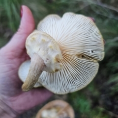 Armillaria luteobubalina at QPRC LGA - 16 May 2024 04:17 PM