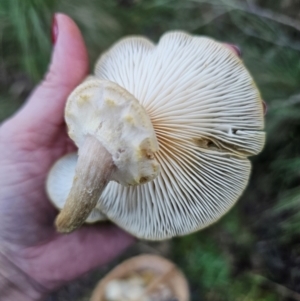 Armillaria luteobubalina at QPRC LGA - 16 May 2024 04:17 PM