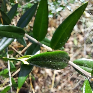 Olea europaea subsp. cuspidata at Mount Majura - 16 May 2024