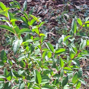 Ligustrum lucidum at Mount Majura - 16 May 2024