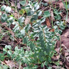 Ligustrum sinense (Narrow-leaf Privet, Chinese Privet) at Hackett, ACT - 16 May 2024 by abread111