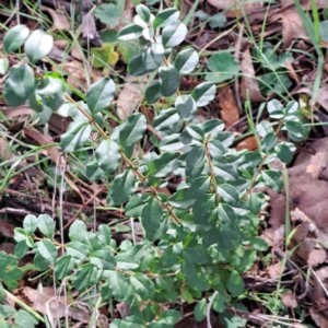 Ligustrum sinense at Mount Majura - 16 May 2024