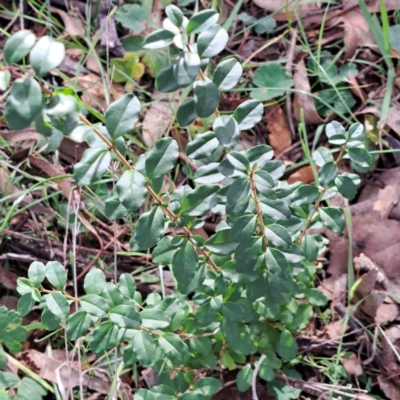 Ligustrum sinense (Narrow-leaf Privet, Chinese Privet) at Mount Majura - 16 May 2024 by abread111