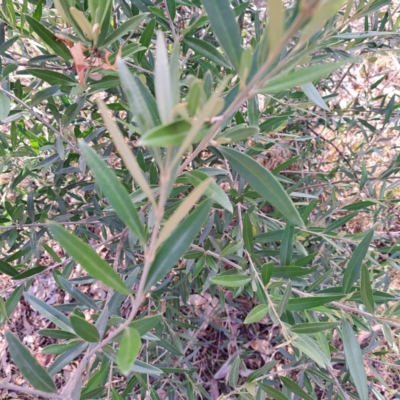 Olea europaea subsp. cuspidata (African Olive) at Mount Majura - 16 May 2024 by abread111