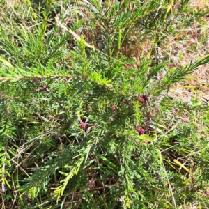 Grevillea sp. at suppressed by abread111