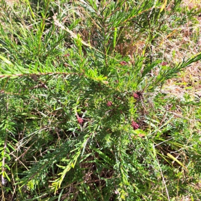 Grevillea (genus) (Grevillea) at Mount Majura - 16 May 2024 by abread111