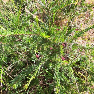 Grevillea sp. at Hackett, ACT - 16 May 2024 by abread111