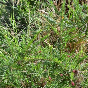 Grevillea sp. at Mount Majura - 16 May 2024