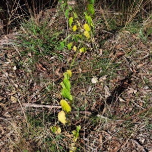 Celtis australis at Mount Majura - 16 May 2024 02:25 PM