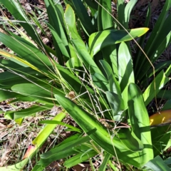 Agapanthus praecox subsp. orientalis (Agapanthus) at Hackett, ACT - 16 May 2024 by abread111