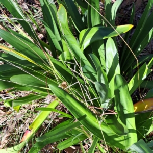 Agapanthus praecox subsp. orientalis at Mount Majura - 16 May 2024 02:25 PM