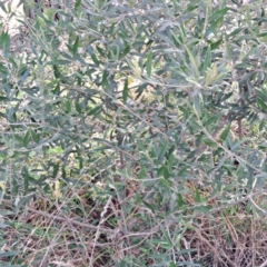 Olea europaea subsp. cuspidata (African Olive) at Mount Majura - 16 May 2024 by abread111