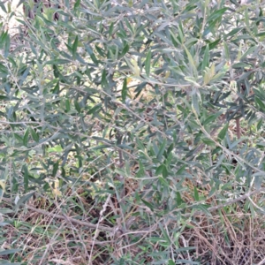 Olea europaea subsp. cuspidata at Mount Majura - 16 May 2024