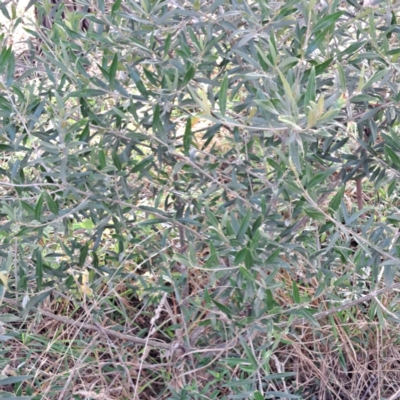Olea europaea subsp. cuspidata (African Olive) at Hackett, ACT - 16 May 2024 by abread111