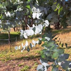 Eucalyptus cinerea (Argyle Apple) at Hackett, ACT - 16 May 2024 by abread111