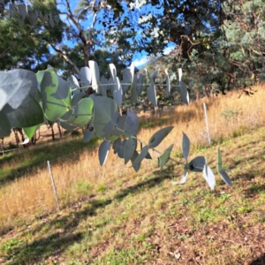 Eucalyptus cinerea at Mount Majura - 16 May 2024 02:31 PM