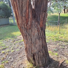 Eucalyptus cinerea at Mount Majura - 16 May 2024