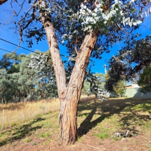Eucalyptus cinerea at Mount Majura - 16 May 2024