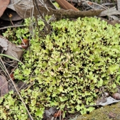 Cladia muelleri (A lichen) at The Pinnacle - 12 May 2024 by sangio7