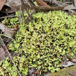 Cladia muelleri at The Pinnacle - 12 May 2024