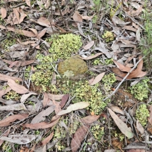 Cladia muelleri at The Pinnacle - 12 May 2024