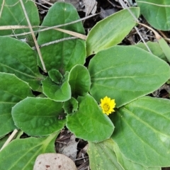 Cymbonotus sp. (preissianus or lawsonianus) (Bears Ears) at The Pinnacle - 15 May 2024 by sangio7