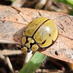 Harmonia testudinaria (Tortoise-shelled ladybird) at Braidwood, NSW - 16 May 2024 by MatthewFrawley