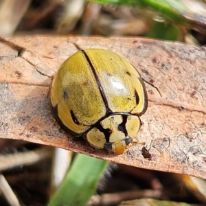 Harmonia testudinaria at QPRC LGA - 16 May 2024