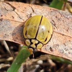 Harmonia testudinaria at QPRC LGA - 16 May 2024